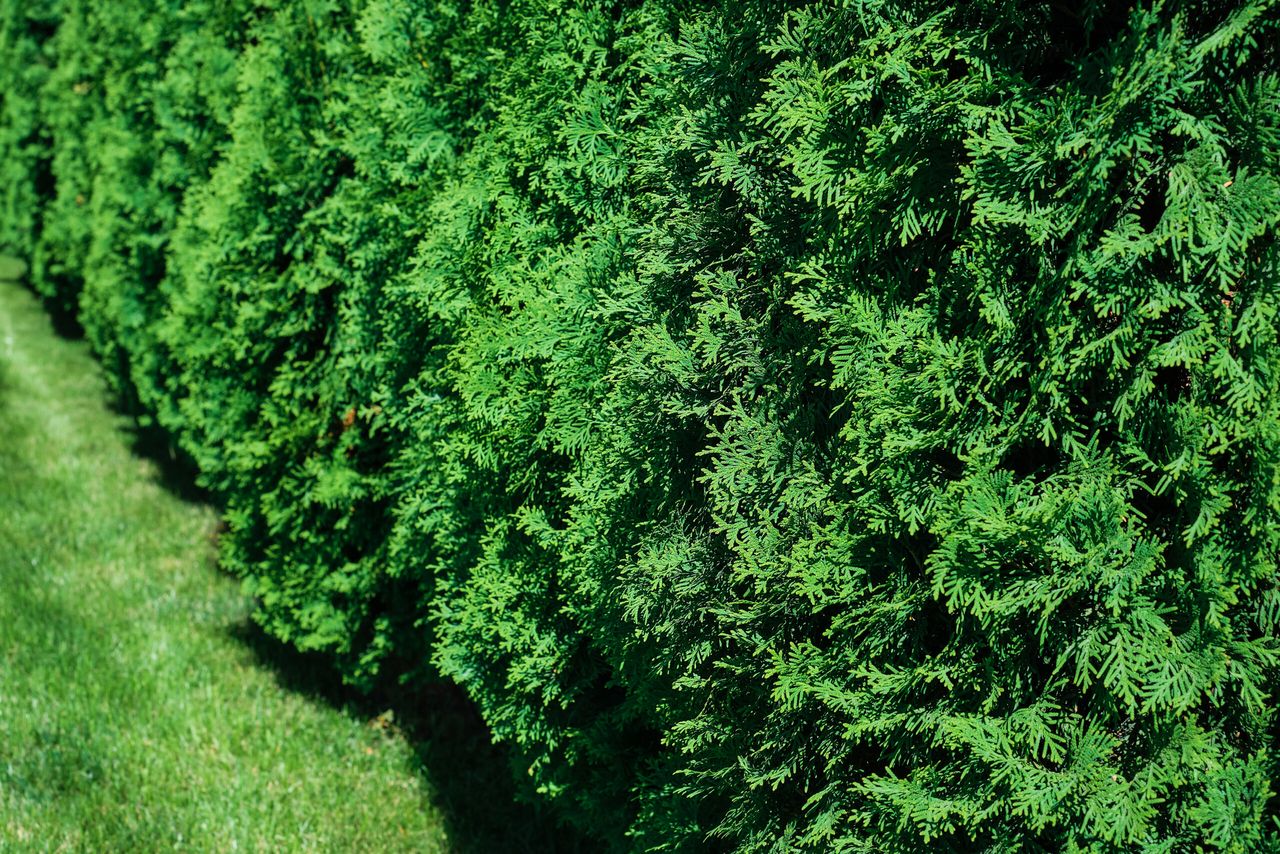 Freshly cut grass and decorative arborvitae hedge on a manicured lawn, selective focus with shallow depth of field