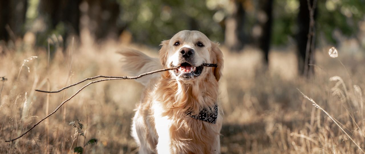 Golden retriever dog holding stick in its mouth in autumn day outdoors. Purebred pet labrador walking at nature