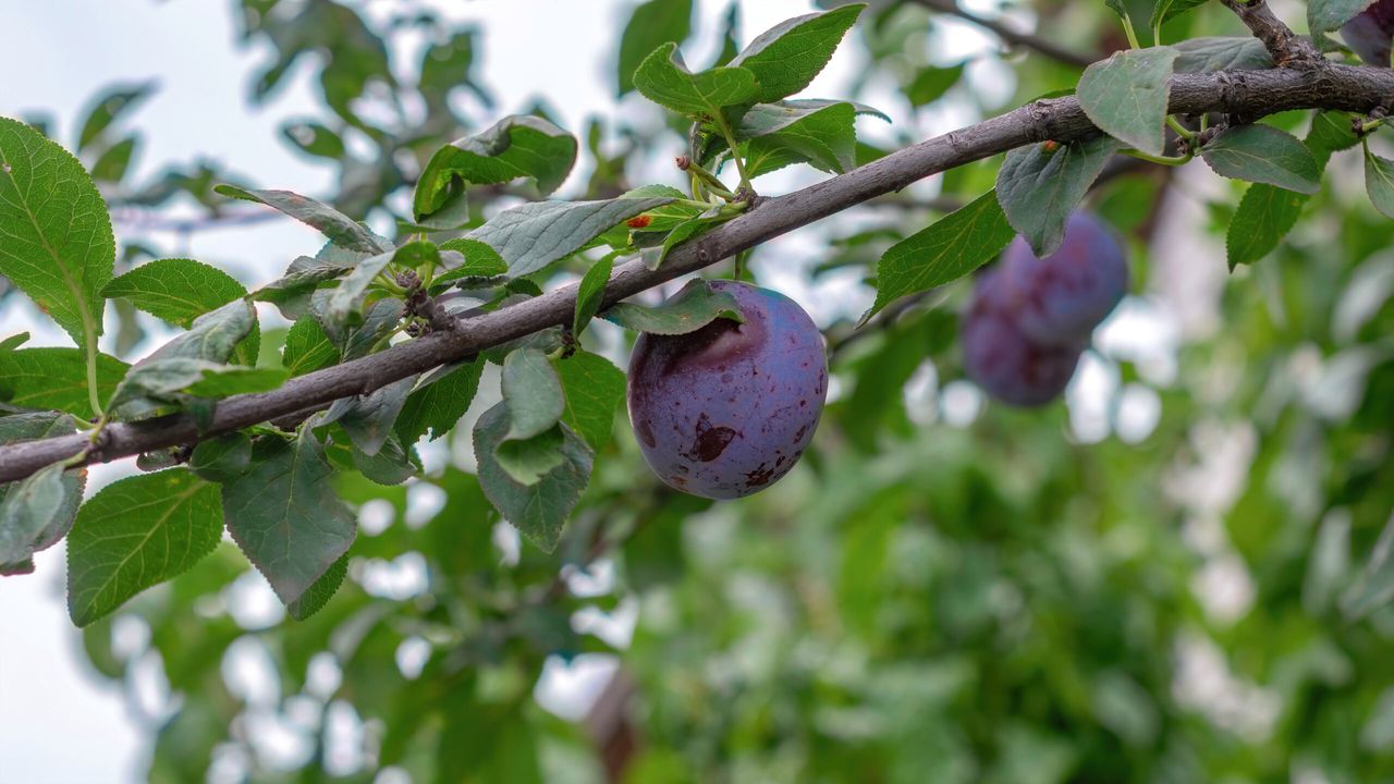 Ripe blue plums in huge plum garden