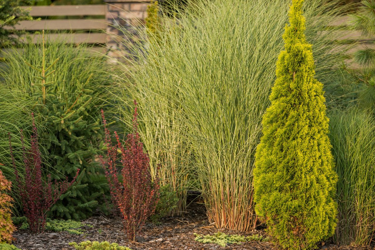 Rich and Varied Garden Vegetation Planted Along the Fence. Different Kinds of Decorative Shrubs and Bushes for Yard Landscaping.