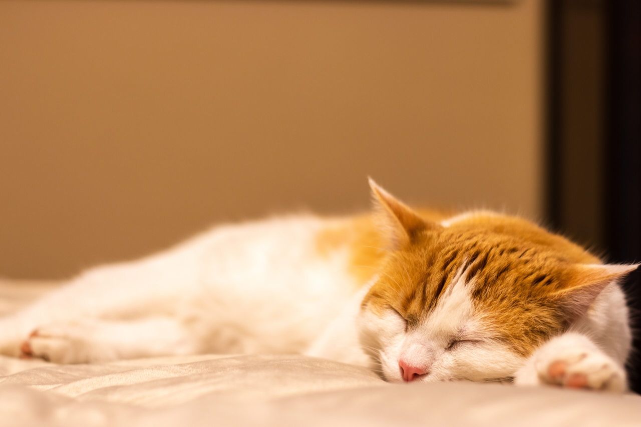 A cute red and white cat sleeping in the room