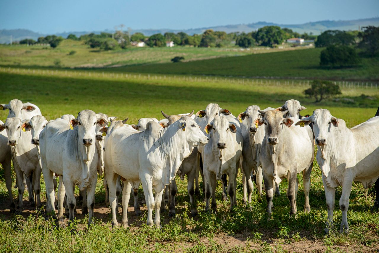 Cattle. Herd of Nelore cattle in the Northeast Region of Brazil. Livestock.