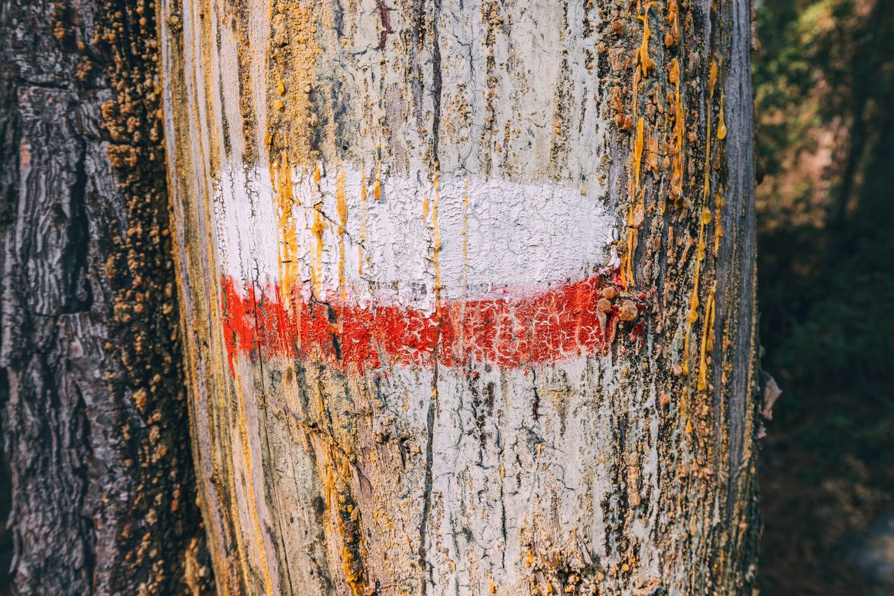 Znaki na drzewach w lesie, fot. Freepik
