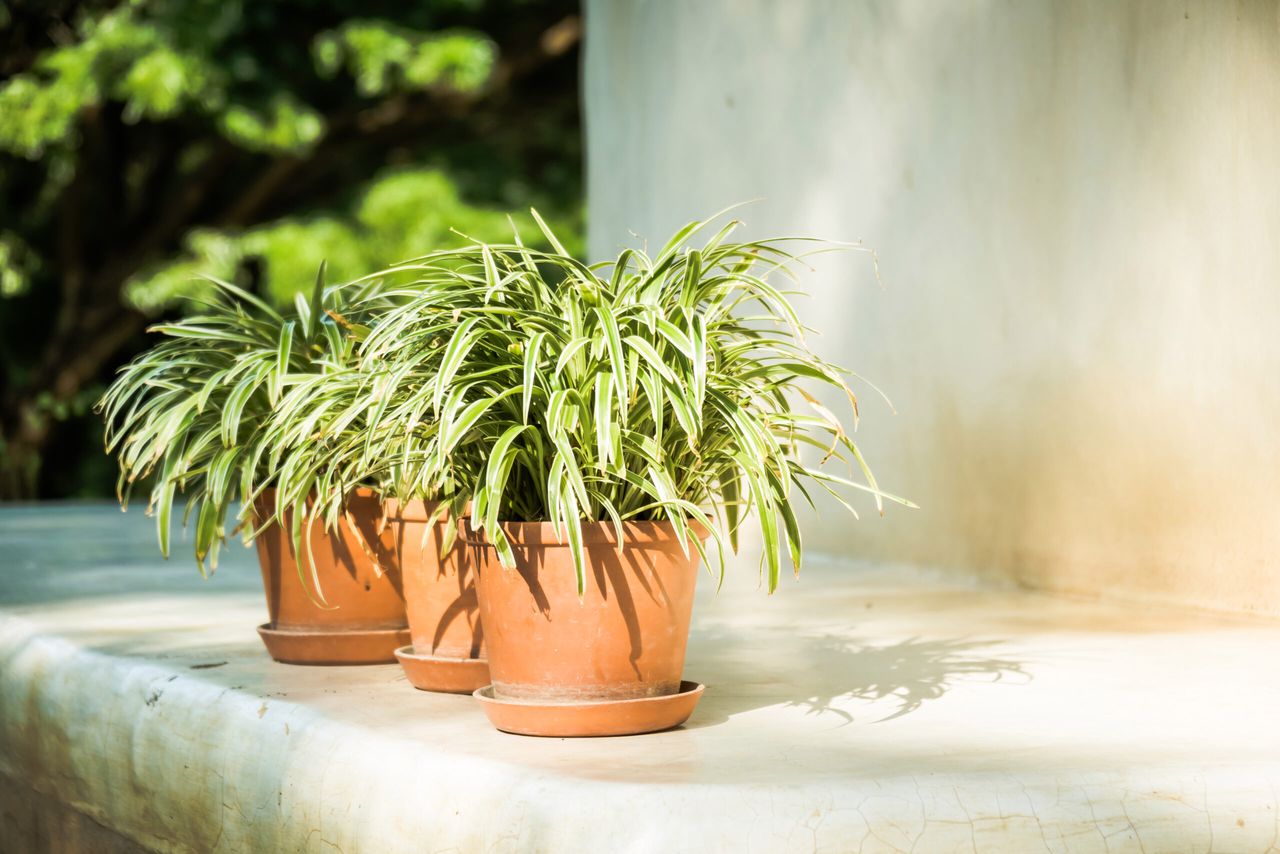 Green Vase plant with outdoor patio