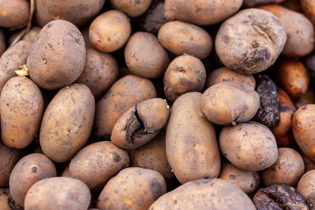 Co zrobić, żeby ziemniaki nie kiełkowały, fot. Adobe Stock