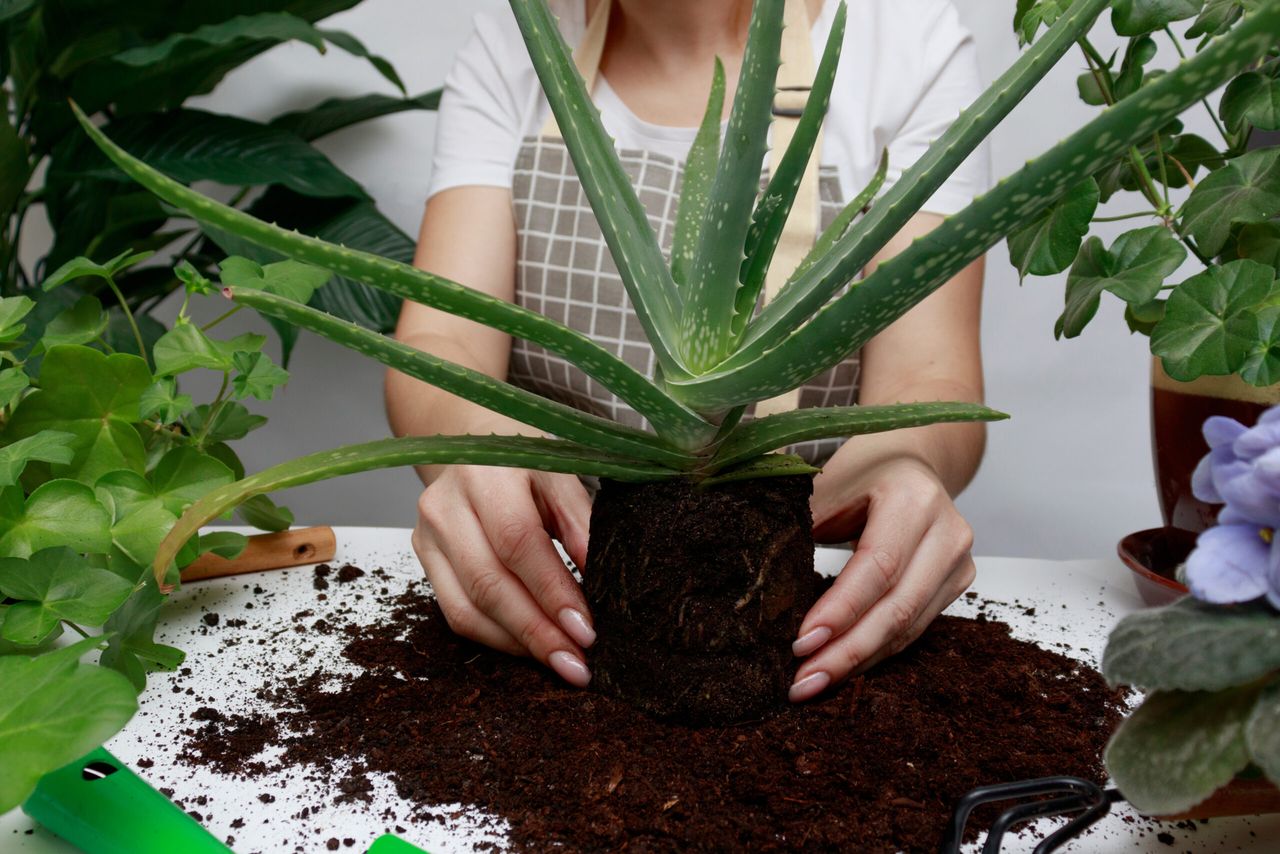 Dlaczego aloes żółknie, fot. Adobe Stock