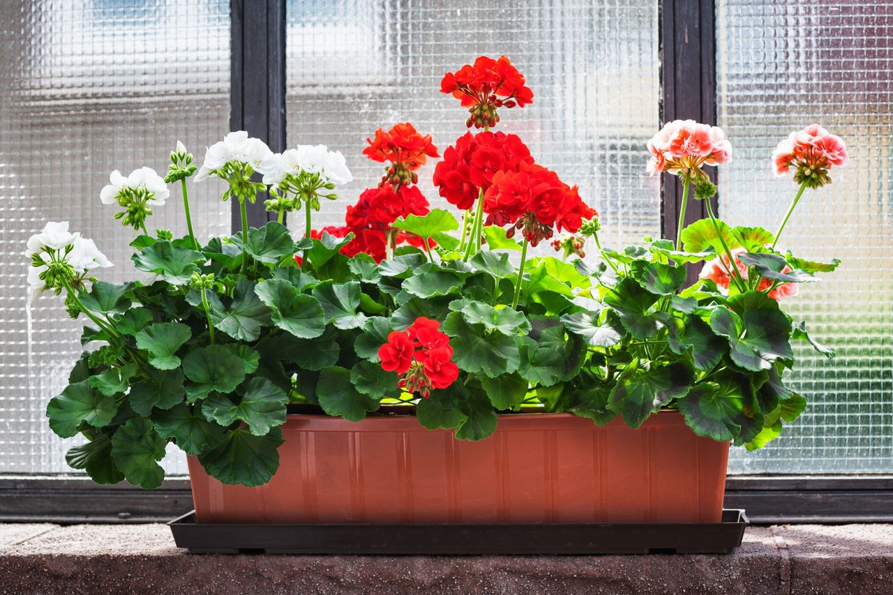 Geranium flowers on windowsill