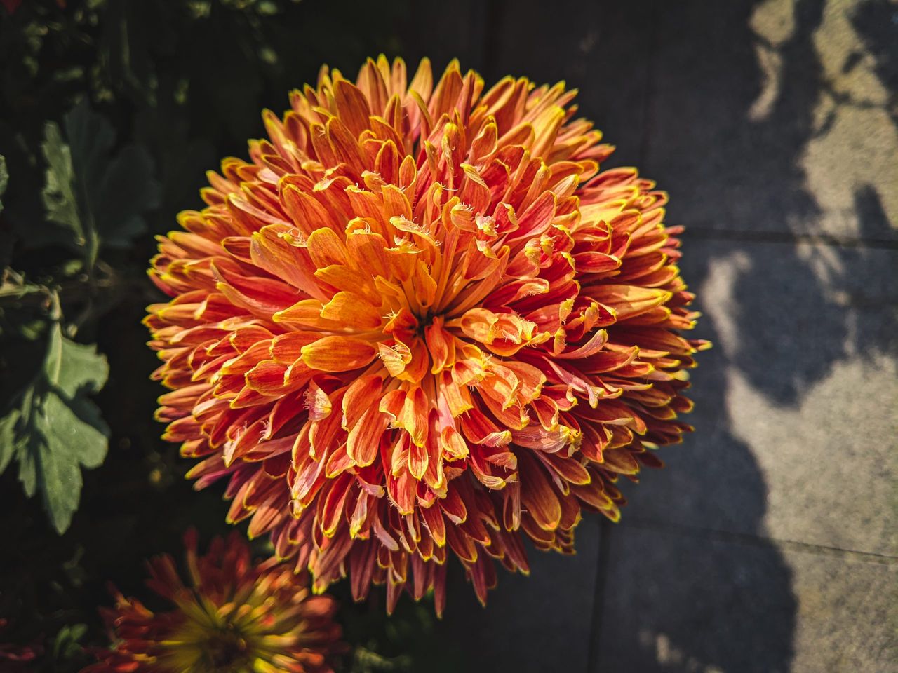 A vertical closeup shot of an aster flower in a garden