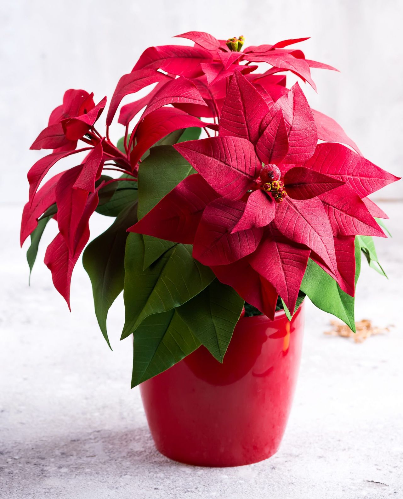 Red poinsettia christmas plant on a stone gray background with copy space.