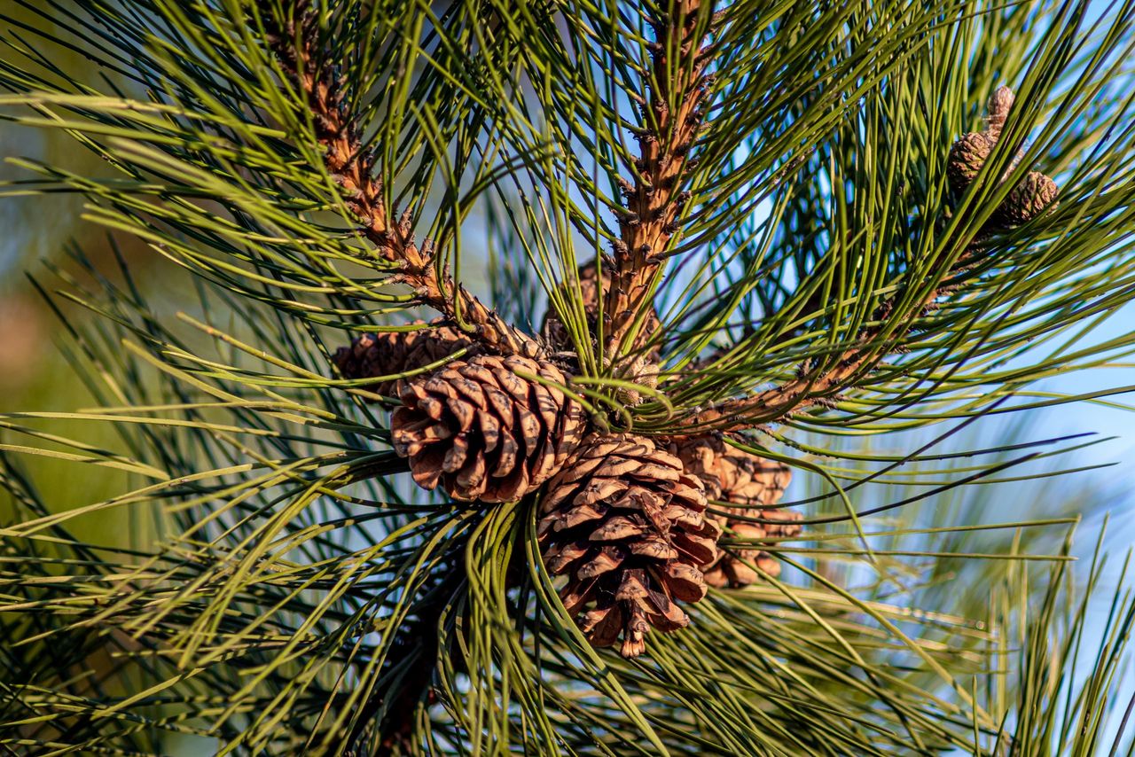 A closeup shot of pine cones hanging on the tree