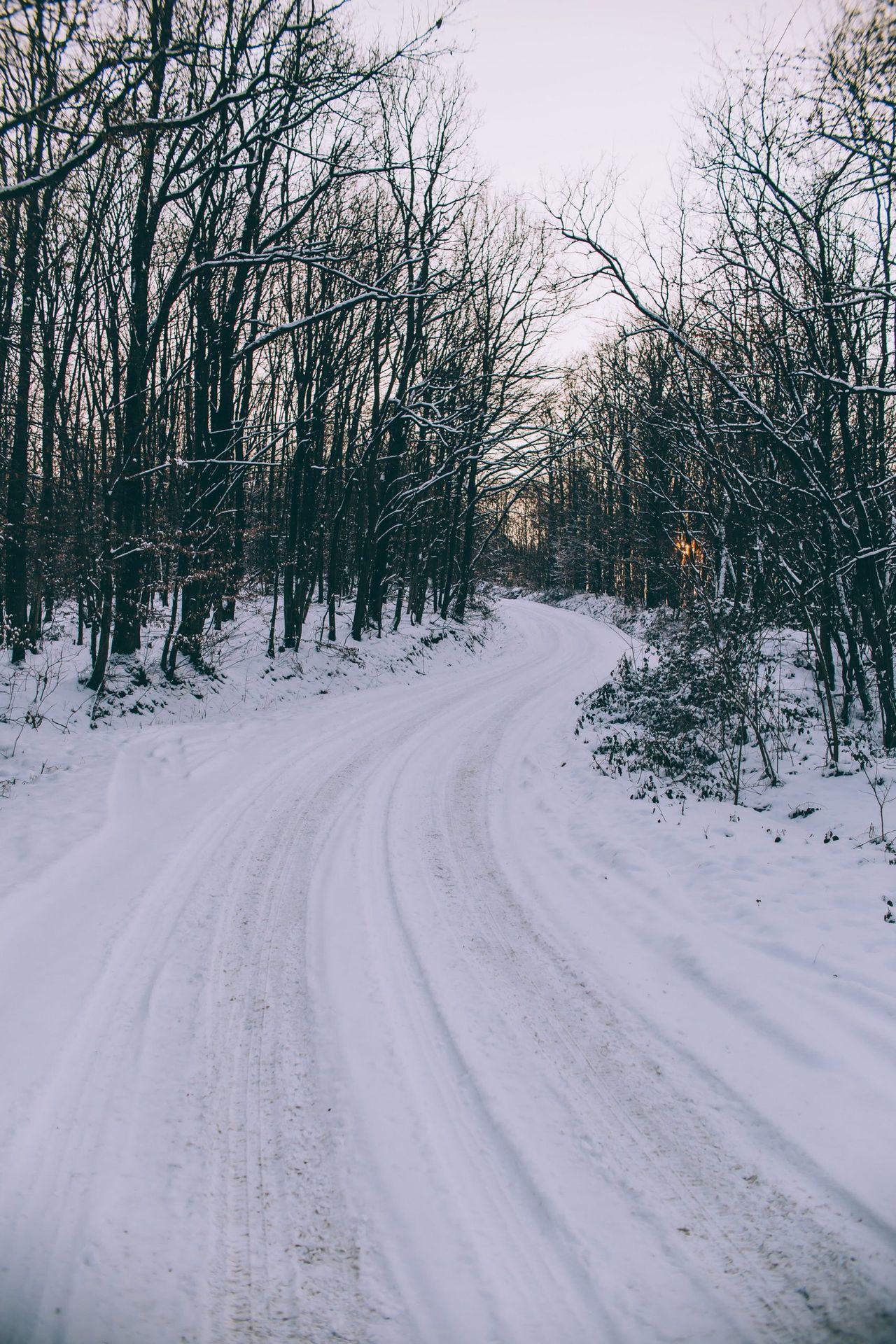 a vertical shot of a snowy road amid the trees