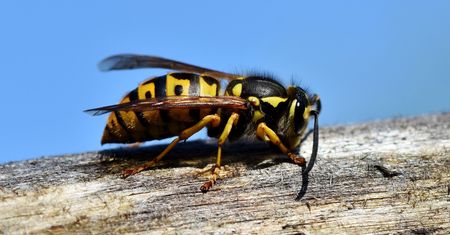 Użądlenia owadów mogą zagrażać życiu