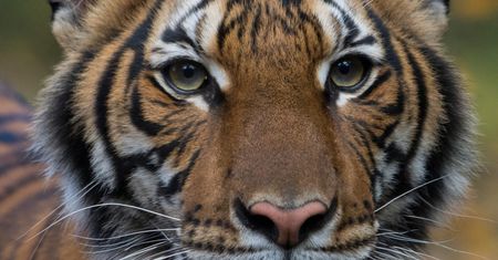 Tygrysica Nadia z zoo w Nowym Jorku ma koronawirusa. Pierwszy przypadek zakażenia zwierzęcia przez człowieka