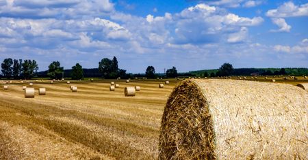 Prezes Izby Zbożowo-Paszowej: Będą problemy z wyeksportowaniem nadwyżki zbóż.