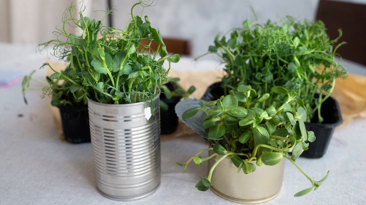 Zioła w kuchni są niezwykle potrzebne. Fot. Freepik