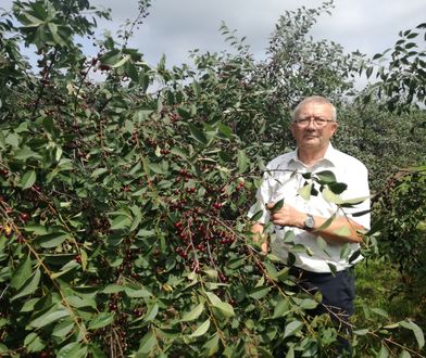 Tłumy na zbiorach wiśni. Po naszym tekście Polacy zebrali kilka ton owoców