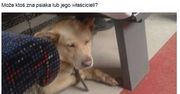 Pies, który jeździ koleją. Internauci szukają jego właściciela