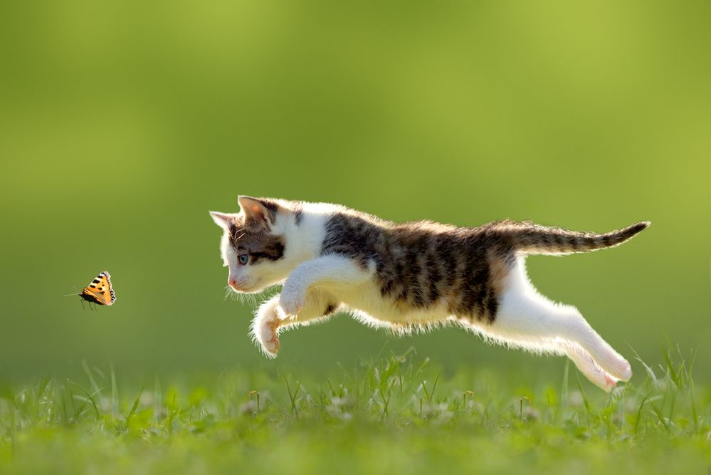 Naukowcy wyjaśniają: domowe koty są źle karmione. Wcale nie chodzi o pokarm