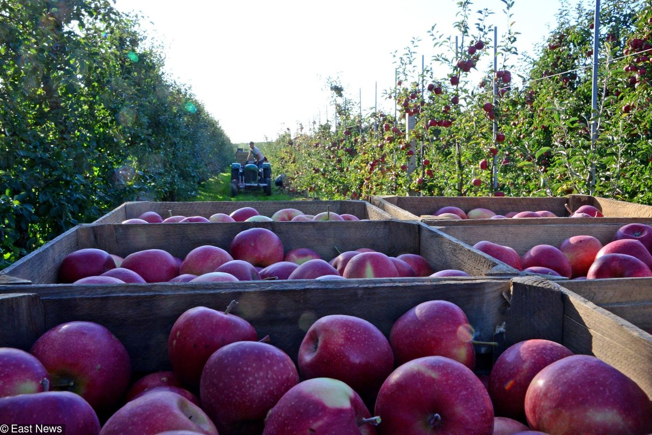 Interwencyjny skup jabłek. Spółka Eskimos i minister rolnictwa Ardanowski podejrzani o oszustwa 