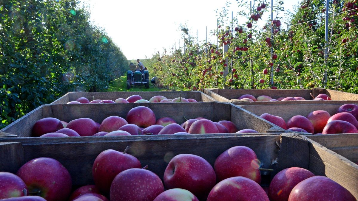 Interwencyjny skup jabłek. Spółka Eskimos i minister rolnictwa Ardanowski podejrzani o oszustwa