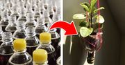 Jak ponownie wykorzystać plastikowe butelki? 16 inspiracji