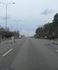 Łosie w Warszawie. "Przystanek Alaska"