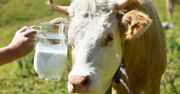 Były jajka i masło, czas na mleko. Rekordowo wysokie ceny
