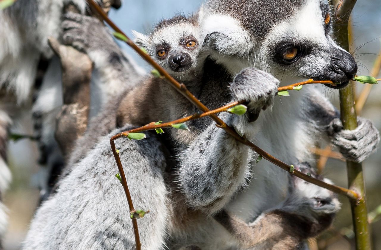 Nowi ulubieńcy wrocławskiego zoo. To dopiero słodziaki!