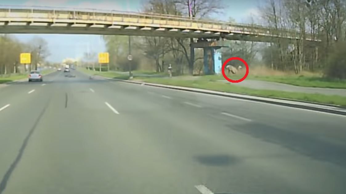 Jeleń nagle wyskoczył na jezdnię