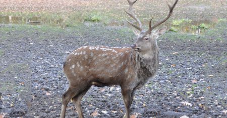 Nietypowe zdarzenie na A4. Jeleń zablokował trasę