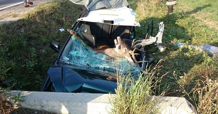 Jeleń wpadł do samochodu przez szybę. Strażacy pokazują wstrząsające zdjęcia