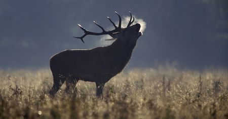 Trwa rykowisko jeleni w Bieszczadach. Drodzy turyści, to nie są niedźwiedzie!