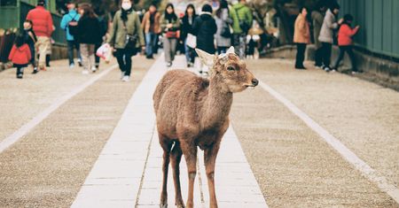 Japonia. Jelenie błąkają się po mieście Nara w poszukiwaniu pożywienia