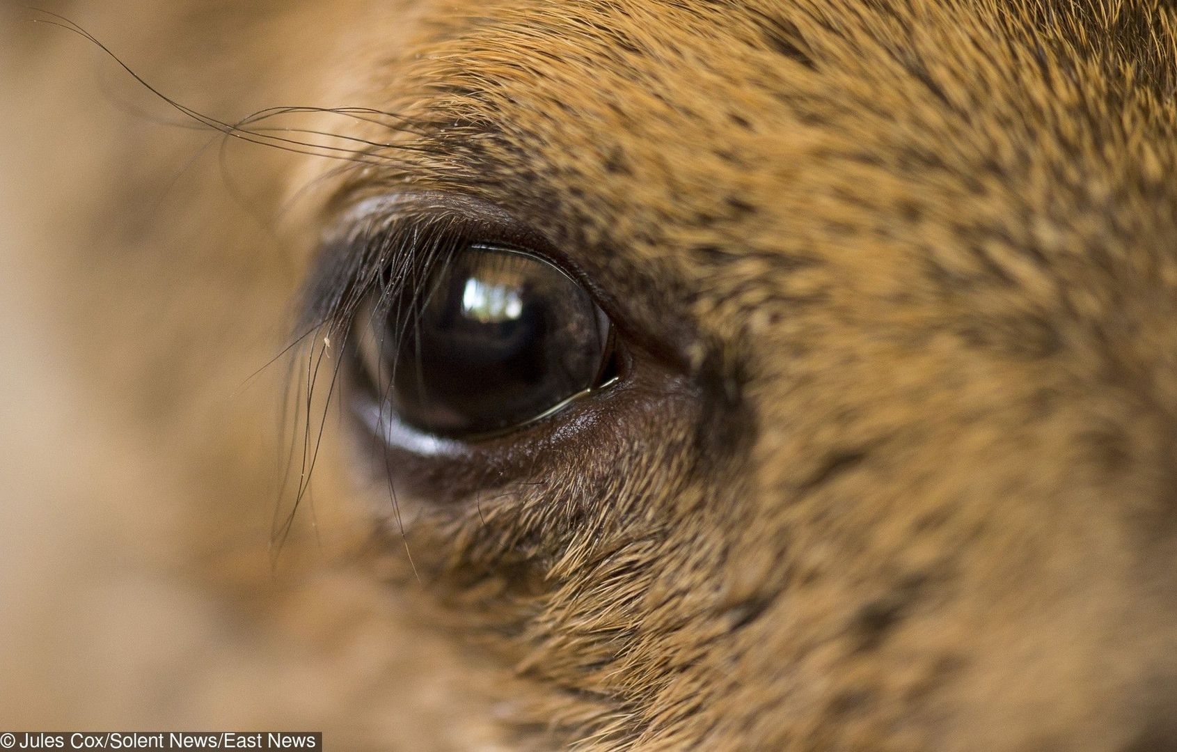 Tragiczny finał ataku udomowionego jelenia w Australii