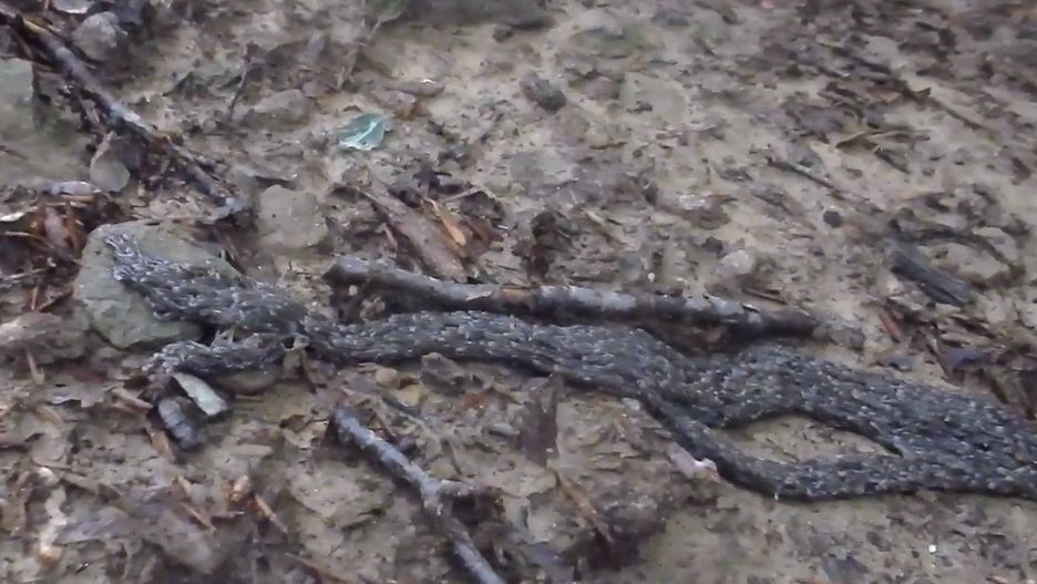 Pleń, czyli robak hufcowy pojawił się w Bieszczadach