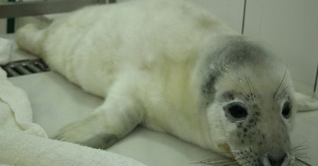 Hel: kolejna martwa foka. Ktoś rozbił jej głowę pałką