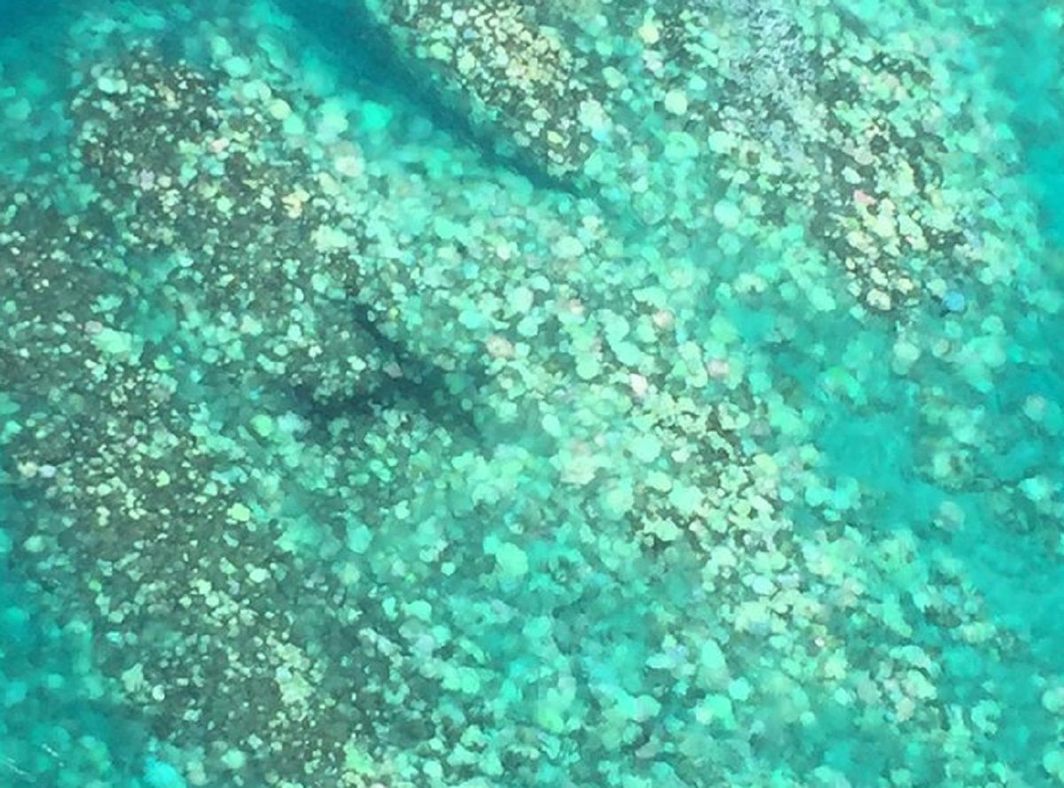 Australia. Kolejne masowe bielenie Wielkiej Rafy Koralowej. Może tego nie przetrwać 