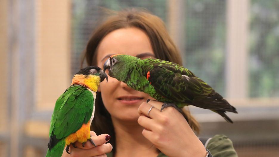 Efekt globalnego ocieplenia w Polsce. Papugi będą zakładać kolonie w parkach, a nie w papugarniach