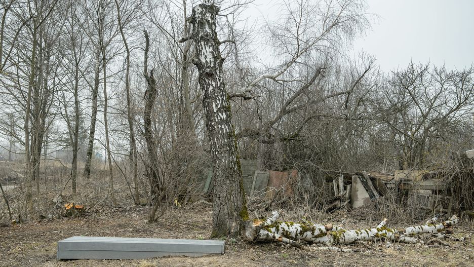 Brzoza, o którą zawadził prezydencki tupolew w Smoleńsku