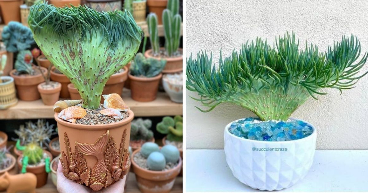 Senecio Vitalis – a Succulent From a Fairy Tale That Looks Like a Mermaid's Tail