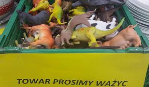 Proszę mi zważyć jeszcze tyranozaura. Takie rzeczy tylko w Toruniu