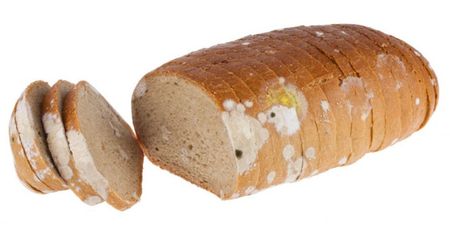 Co się stanie, jeśli odkroisz spleśniały kawałek chleba, a z reszty zrobisz kanapki?