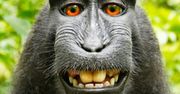 Pamiętacie fotografa, który walczył o prawa autorskie do selfie małpy? Po dwóch latach sądowej batalii udało mu się wygrać z PETA