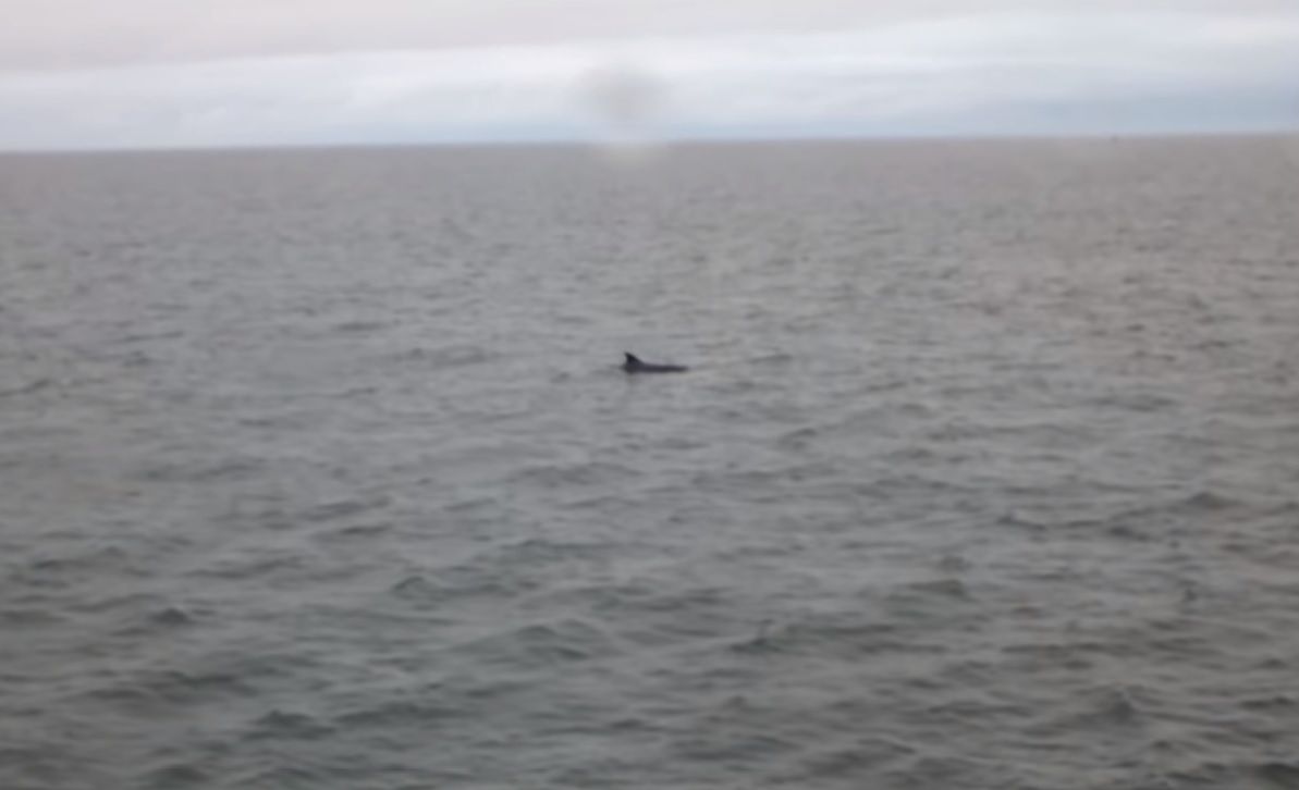 Delfin w Bałtyku, ludzie w szoku. "Ja nie piłem, ale chyba nie wieloryb"