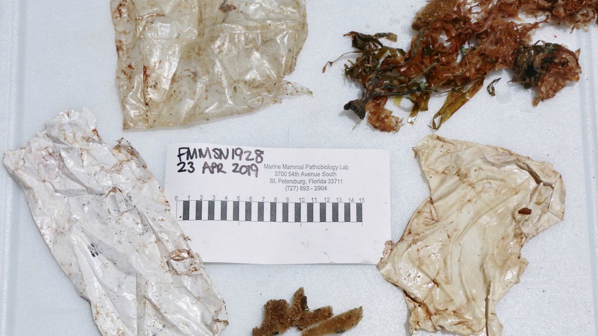 Śmiecie w żołądku delfina