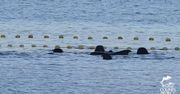 Polowanie na delfiny. W japońskim Taiji po raz kolejny zabijano zwierzęta