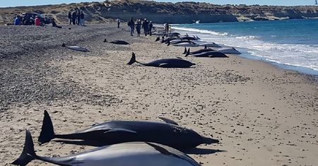 Delfiny martwe na plaży. Śmierć 163 zwierząt to zagadka