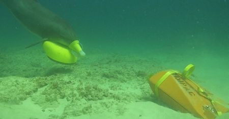 Stany Zjednoczone nie rezygnują z pomocy delfinów. Ssaki dalej wyszukują miny