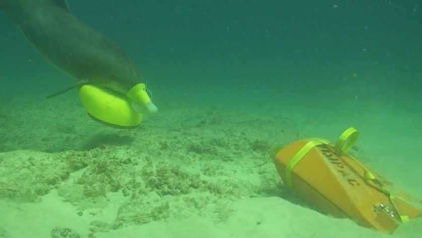 Delfiny wyszukują miny