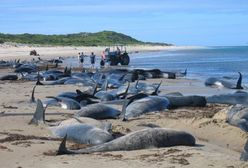 Śmiertelna pomyłka delfinów